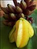 Starfruit & Jamaican Red Bananas 024